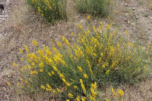 Gula Vilda Blommor Vägen — Stockfoto