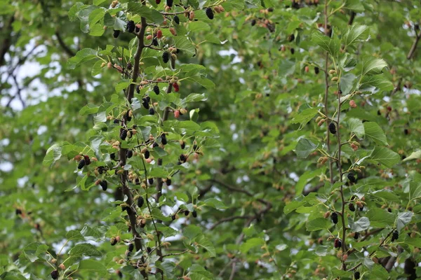 Staat Veel Heerlijk Eten Moerbeiboom — Stockfoto