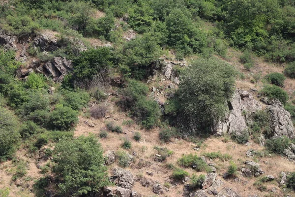 Árboles Crecieron Bosque Sobre Rocas —  Fotos de Stock