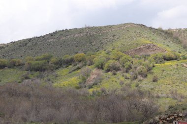 Dağlarda ilkbahar. Dağ sarı çiçekler ve yeşil otlarla kaplıdır. Ağaçların yaprakları hala çok az..