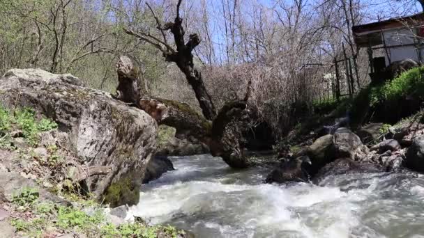 Ist Frühling Der Gebirgsfluss Fließt Schnell Durch Den Wald Ufer — Stockvideo