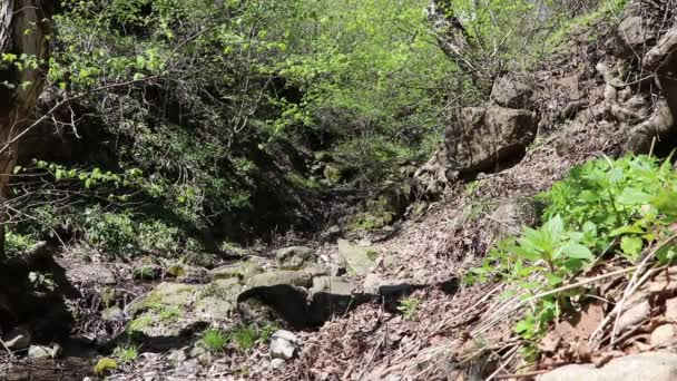 Een Stroom Stroomt Door Het Bos Vogels Zingen — Stockvideo