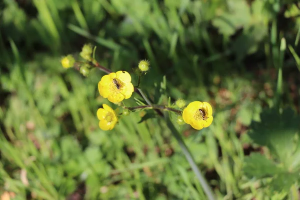 Gula Vilda Blommor Blommade Skogen Solen Skiner Och Vädret Varmt — Stockfoto