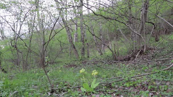 Жовті Дикі Квіти Виросли Лісі Серед Великих Дерев Співає Птах — стокове відео