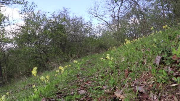 Yellow Wildflowers Grew Path Birds Sing Pleasantly Afar Comes Sound — Stock Video