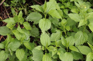İlkbaharda, ormanda ısırgan otları büyüdü. Sağlığın için çok iyi. Nettle çiğ çiğ yenir. Küçük dikenleri var..