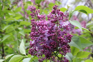 Bahçede leylaklar çiçek açtı. Leylak çalılarının hoş bir kokusu var..