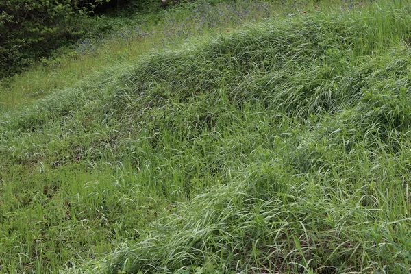 Våren Växte Färskt Gräs Skogen Regnet Hade Lämnat Klara Droppar — Stockfoto