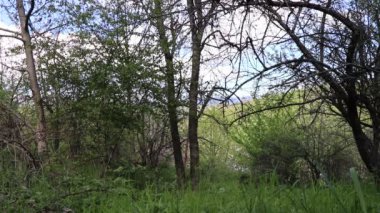 Bahar geldi. Bahçe sıcak ve hoş. Kuşlar neşeyle ötüyor. Güneş çıkar ve bahar bulutlarının arkasına saklanır..