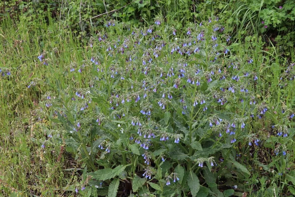 Vildblå Blommor Växte Skogen Nära Färska Växter Och Behaglig Doft — Stockfoto