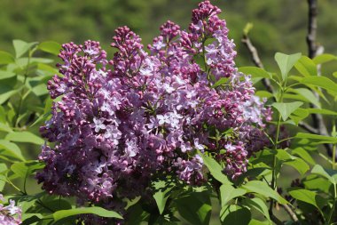 Baharda bahçede leylaklar çiçek açtı. Güneşin altında, leylak çalılar güzel görünüyor. Çalılığın yanında leylak kokusu var.