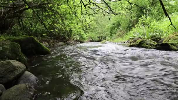 Une rivière de montagne coule à travers une zone plate. L'eau de la rivière est propre et transparente. Sur les rives des forêts fluviales aux feuilles vertes 