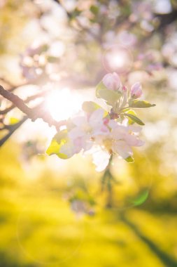 Elma çiçeği arkasında parlayan güneşi ile bir iç bahçe içinde bir elma ağacı üzerinde.