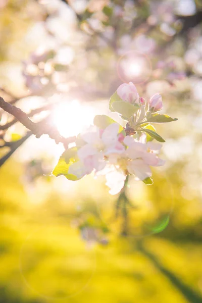 Elma çiçeği arkasında parlayan güneşi ile bir iç bahçe içinde bir elma ağacı üzerinde.