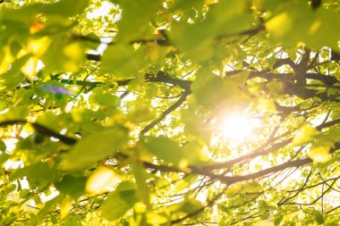 ihlamur ağacının yaprakları ile güneş ışınları parlıyor