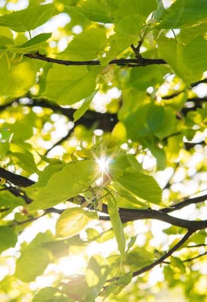 ihlamur ağacının yaprakları ile güneş ışınları parlıyor