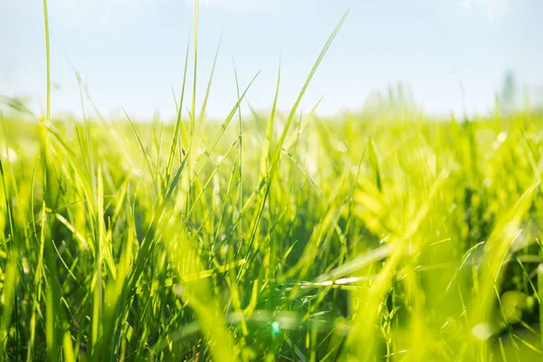 güneş yeşil çimenler üzerinde parlar