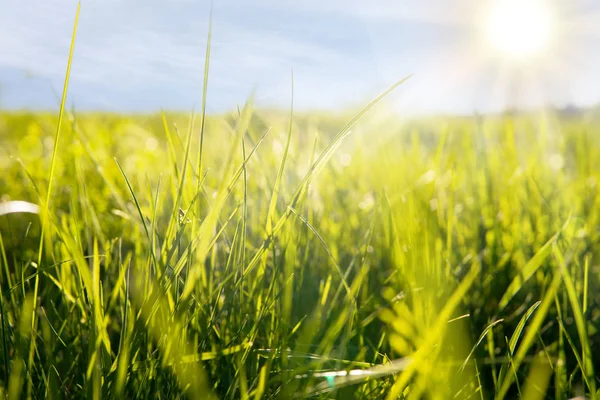 güneş yeşil çimenler üzerinde parlar