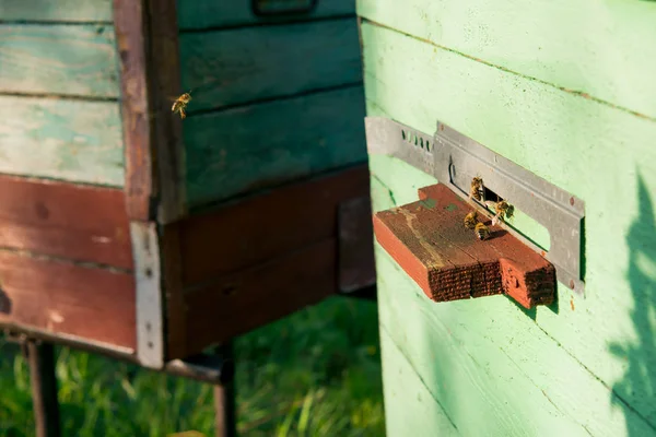 Colmeia velha com abelhas — Fotografia de Stock