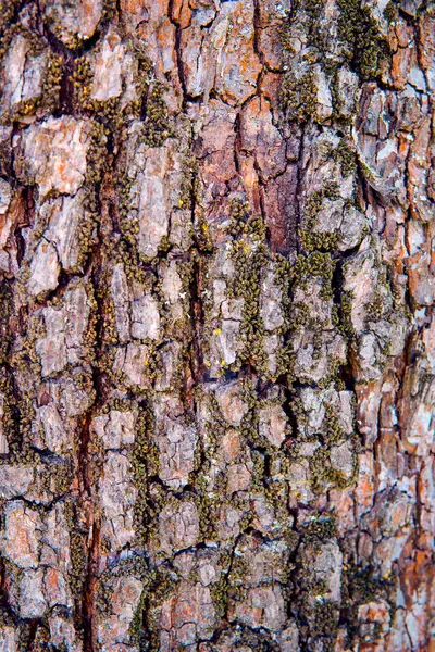 Elma ağacı kabuğu