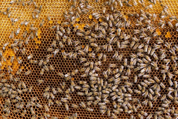ミツバチの背景を持つハニカムします。. — ストック写真