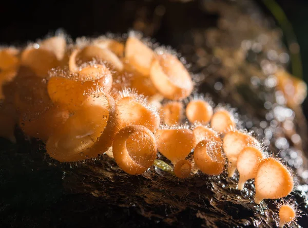 Гриб апельсина, гриб шампанского в дождевом лесу. — стоковое фото
