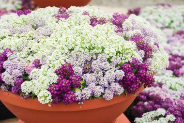 Alyssum çiçekleri. Tatlı renklerde Alyssum. Kırmızı kahverengi alyssum.
