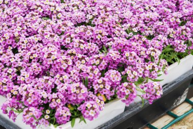 Alyssum çiçekleri. Tatlı renklerde Alyssum. Alyssum, ahşap bir masada, bir seranın yoğun zemininde, siyah bir tepside.