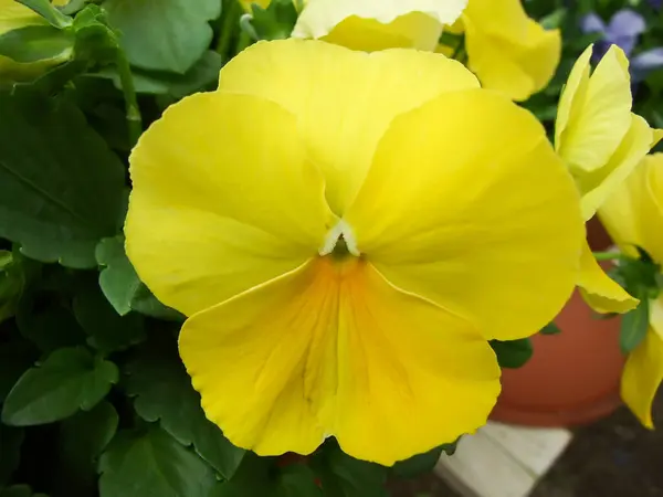 Желтые Трусики Крупным Планом Красочные Голубые Цветы Горшок Растение — стоковое фото