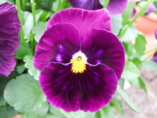 Lila Stiefmütterchen Nahaufnahme Von Bunten Stiefmütterchen Blume Mit Gelber Mitte — Stockfoto