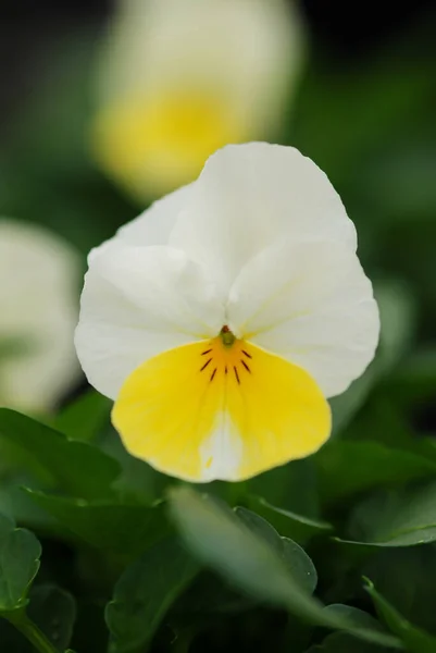 Light Yellow Flower Pansies Closeup Πολύχρωμο Άνθος Γλάστρα Φυτό — Φωτογραφία Αρχείου