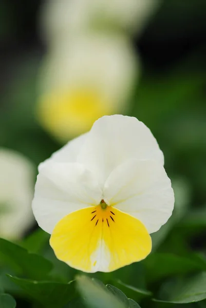 Hellgelbe Stiefmütterchen Nahaufnahme Von Bunten Stiefmütterchen Blume Topfpflanze — Stockfoto