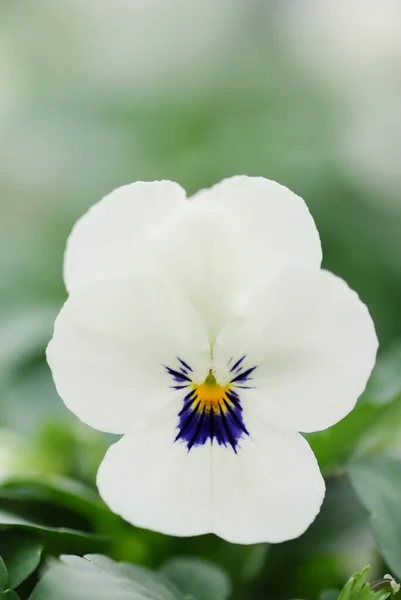 Bianco Nero Fiore Zingare Primo Piano Colorato Fiore Zingara Pianta — Foto Stock