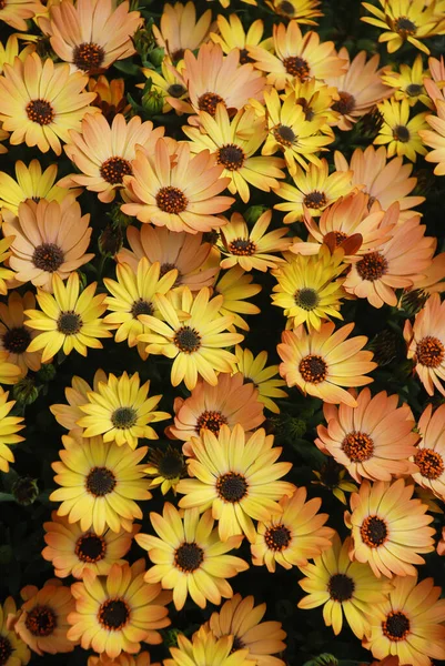 Narancs Osteospermum Vagy Dimorphotheca Virágok Virágágyásban Narancs Virágok — Stock Fotó