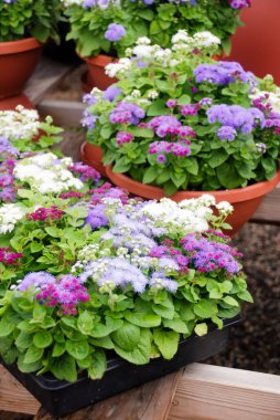 Ageratum, karışık ageratum, siyah tepside karışık renkli saksı bitkileri..