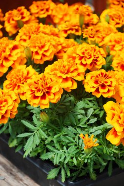 Tagetes patula fransız kadife çiçeği, turuncu sarı çiçekler, yeşil yapraklar, saksı bitkisi ve siyah tepsi 