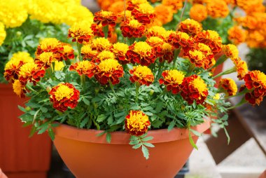Tagetes patula Fransız kadife çiçeği, turuncu sarı çiçekler, yeşil yapraklar, saksı bitkisi 