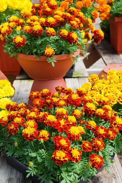 Tagety Patula Francouzská Marigold Květu Oranžové Žluté Květy Zelené Listy — Stock fotografie