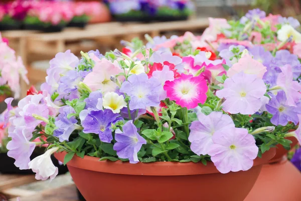 Petunia Petunias Bandeja Petunia Olla Petunia Color Mixto —  Fotos de Stock