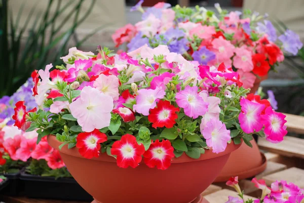 Petunia Petunias Bandeja Petunia Olla Petunia Color Mixto —  Fotos de Stock