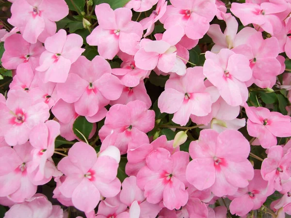 Pink Impatiens Busy Lizzie Scientific Name Impatiens Walleriana Flowers Also — Stock Photo, Image