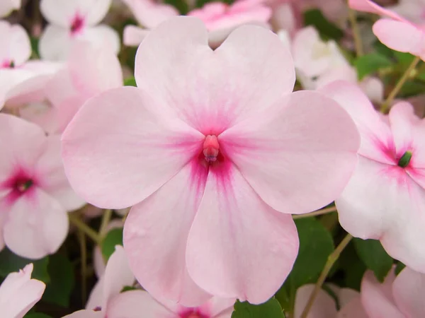 Розовый Impatiens Занятой Лиззи Научное Название Impatiens Walleriana Цветы Называют — стоковое фото