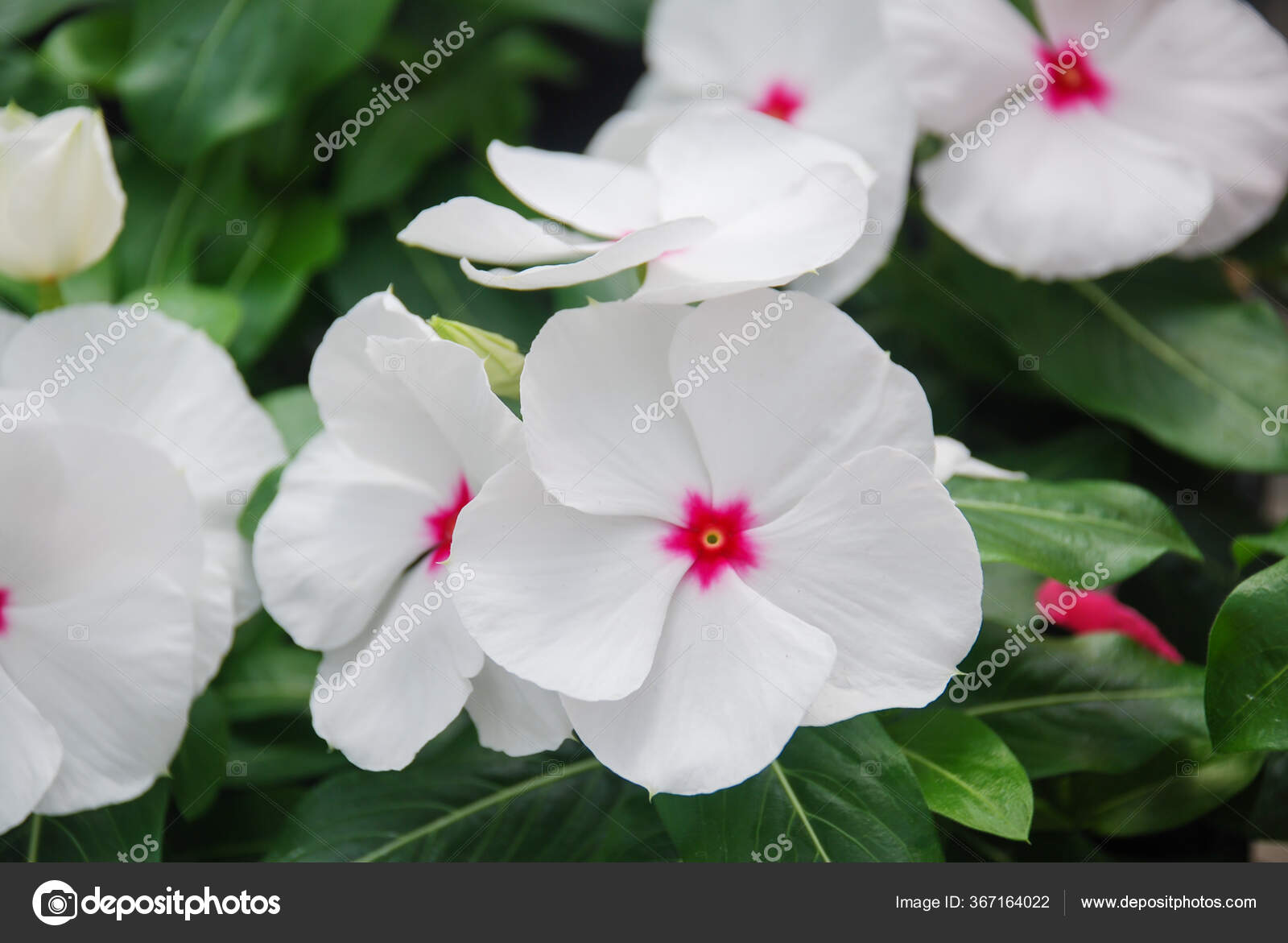 Rosa de vinca fotos de stock, imágenes de Rosa de vinca sin royalties |  Depositphotos