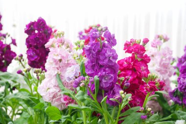 Matthiola incana çiçeği, stok çiçekleri, fidanlıkta kesilmiş çiçekler, saksı bitkisi.