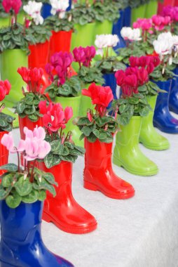 Bakımevinde esrarlı siklamen. Çiçek serası. Primulaceae Ailesi. Siklamen persicum.