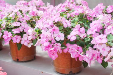 pembe impatiens in potted, meşgul Lizzie, bilimsel adı Impatiens walleriana çiçekleri de Balsam olarak bilinir, pembe çiçekli çiçek tarlası