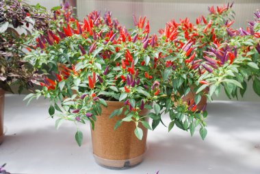 Süslü biber (dwarf biberi, Capsicum annuum), saksı biberi