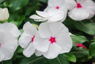 foliage vinca flowers, white vinca flowers (madagascar periwinkle), potted vinca clipart