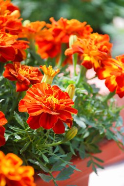 Tagetes patula Fransız kadife çiçeği, turuncu sarı çiçekler, yeşil yapraklar, saksı bitkisi 
