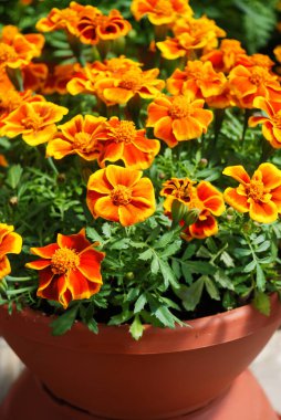 Tagetes patula Fransız kadife çiçeği, turuncu sarı çiçekler, yeşil yapraklar, saksı bitkisi 